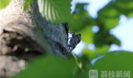 知了视频,探索科技与生活的无限可能